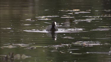 Eurasian Coot feeding