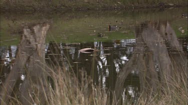 Dusky Moorhen swimming