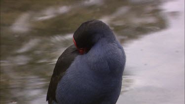 Purple Swamphen preening