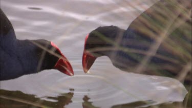 Purple Swamphen feeding