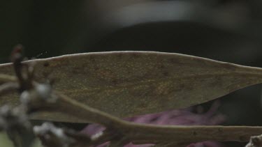 Peacock spider walks over twig near leaf out of focus