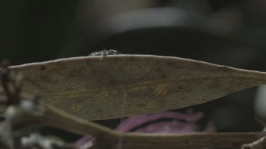 Peacock spider leg hanging over side of leaf