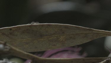 Peacock spider jumping from twig to leaf