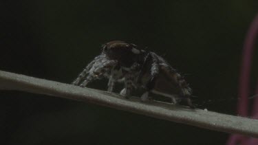 Peacock spider rotating on leaf