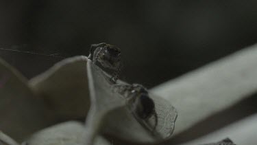 Two peacock spiders looking at each other before one walks away