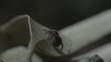 Two peacock spiders looking at each other before one walks away