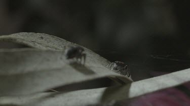 Two peacock spiders facing eachother before one walks away