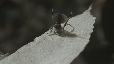 Peacock spider with abdoment flap doing mating dance with another peacock spider jumping away