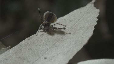 Peacock spider with abdoment flap doing mating dance with another peacock spider jumping away