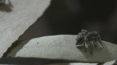 Peacock spider with abdoment flap doing mating dance with another peacock spider jumping away