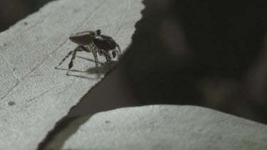 Peacock spider with abdoment flap doing mating dance with another peacock spider jumping away