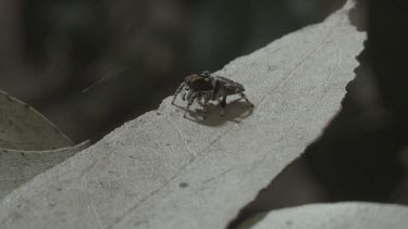Peacock spider walking around leaf and then jumping off