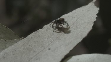 Peacock spider walking around leaf and then jumping off