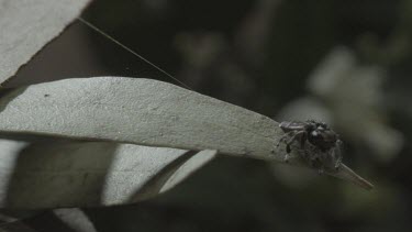 Peacock spider walking around leaf and then jumping off