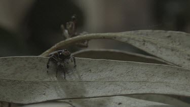 Peacock spider following another jumping from leaf to on top of hiding spot
