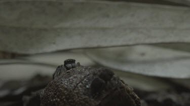 Peacock spider following another jumping from leaf to on top of hiding spot