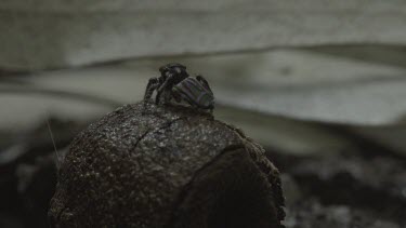 Peacock spider following another jumping from leaf to on top of hiding spot