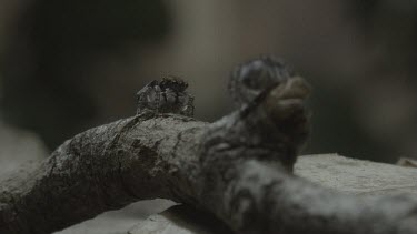 Peacock spiders jumping off stick