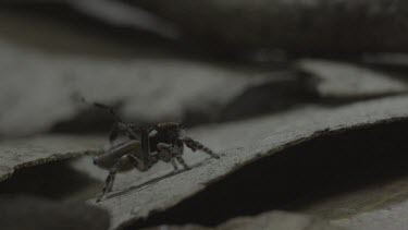 Peacock spider raising flap and doing mating dance