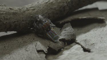 Peacock spiders mating