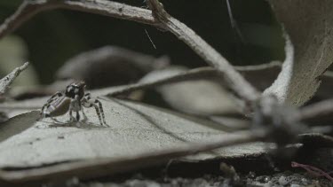 Peacock spider jumping up onto leaf