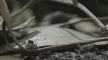 Peacock spider jumping up onto leaf