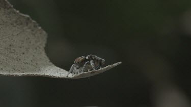Peacock spider with abdomen flap up and moving along leaf