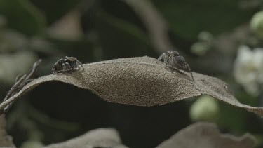 Two Peacock spiders on leaf with one jumping away