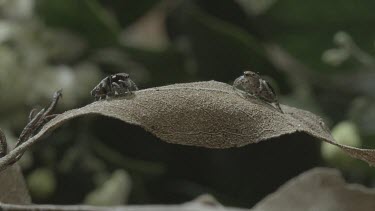 Two Peacock spiders on leaf with one jumping away