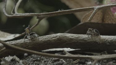 Peacock spiders on stick with one with abdomen flap raised before jumping away onto another stick and then hiding under a leaf