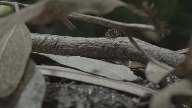 Peacock spiders on stick with one with abdomen flap raised before jumping away onto another stick and then hiding under a leaf