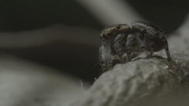 Peacock spider rotating on stick before jumping away