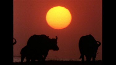 Buffalo at sunset, in silhouette