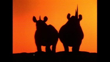 Two rhino standing against orange red sunset sky in silhouette. They look to the camera, their horns visible pointing to the sky.
