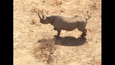 high speed slomo. Rhino running dry ground