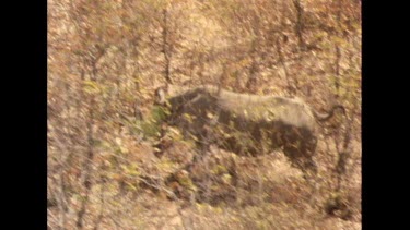 high speed slomo. Rhino running dry ground