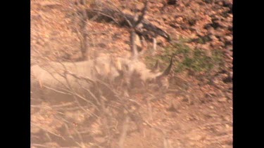 Tranquilized rhino teeters unsteady on feet