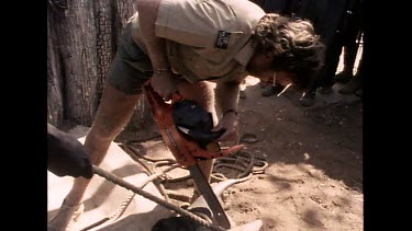 Two shots. Sawing off rhino horn, not in entirety, just to make it blunt. Captive rhino will therefore not be able to damage fencing while getting used to captivity.