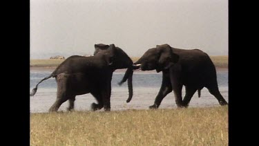 Two male elephants fighting on the shore of Lake Kariba, Zimbabwe.