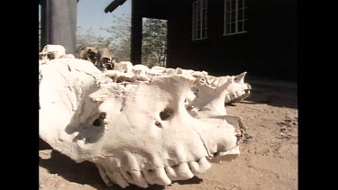 Man lining up rhino skulls. Tens of rhino skulls from poached rhino.