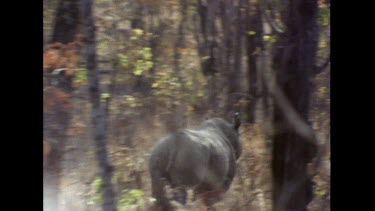 Hand held zoom in. Rhino running away from camera, through thorny bush scrub.