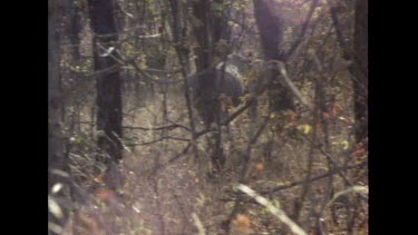 Rhino running away from camera, through thorny bush scrub.