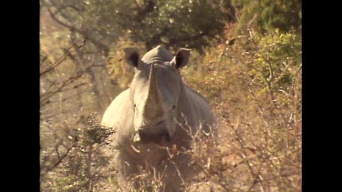 Hand held. Rhino looking to camera. Nervous aggressive.