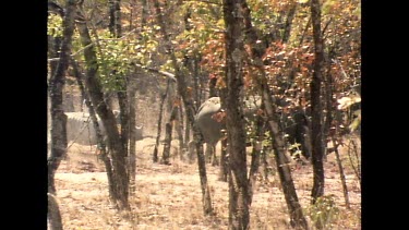 Rhino mother and calf walking in line through bush