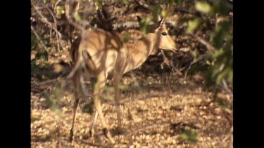 Impala grazing, takes fright at a sudden noise and looks up