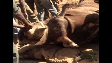 Taking tranquilized rhino into enclosure