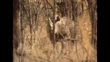 Rhino in thorny scrub, looking to camera