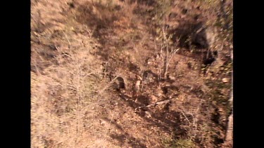 Zoom out. Ranger with tranquilized rhino, talking on walkie talkie two way radioto arrange transport for rhino back to enclosure.