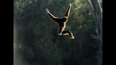 Gibbon swinging across wire