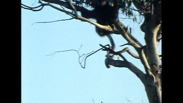 Gibbon climbing up eucalyptus tree